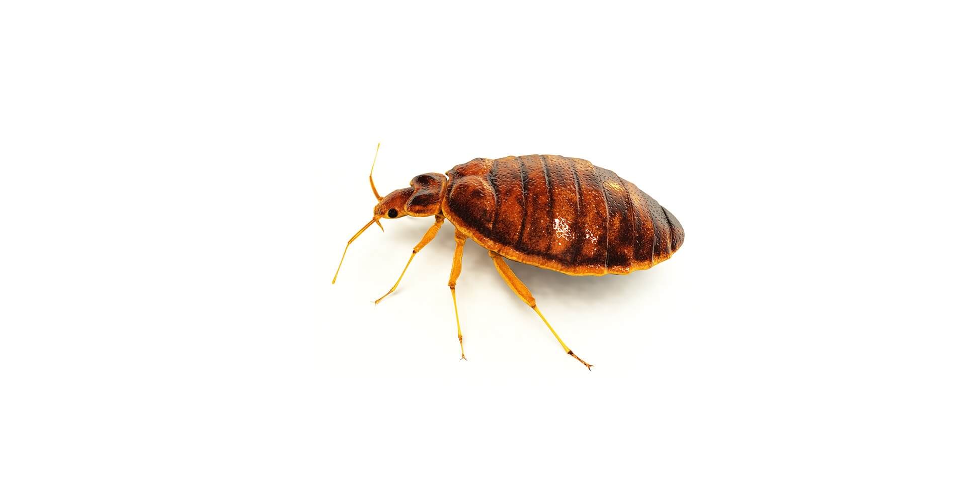 Bed Bugs