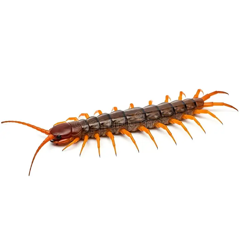 Centipedes