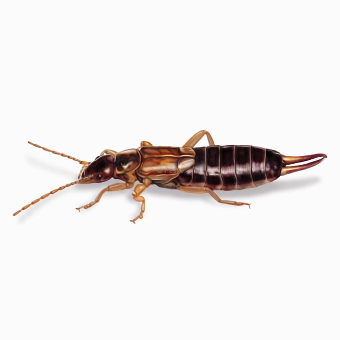 Earwigs
