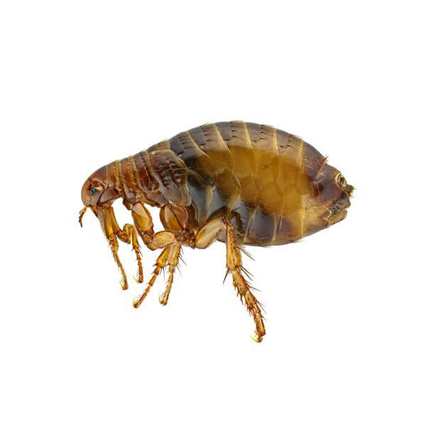 Fleas