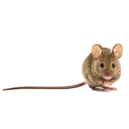 Rodents