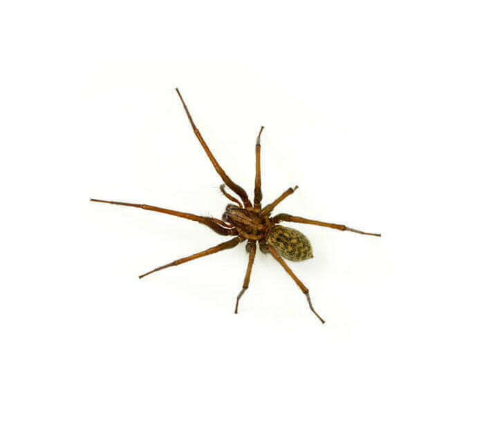 Spiders