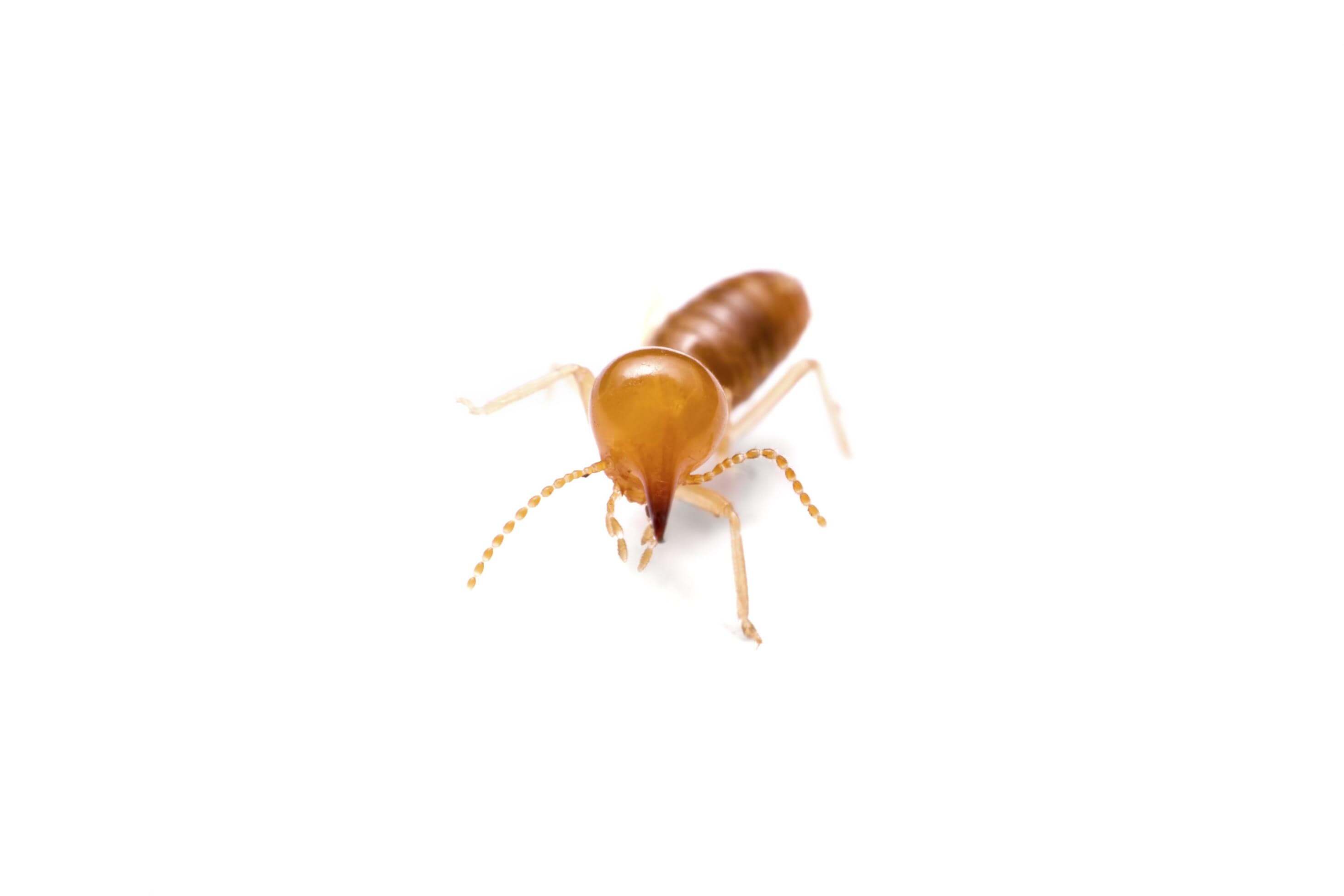 Termites